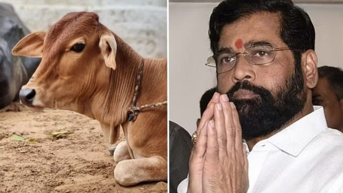 Cow as Rajmata