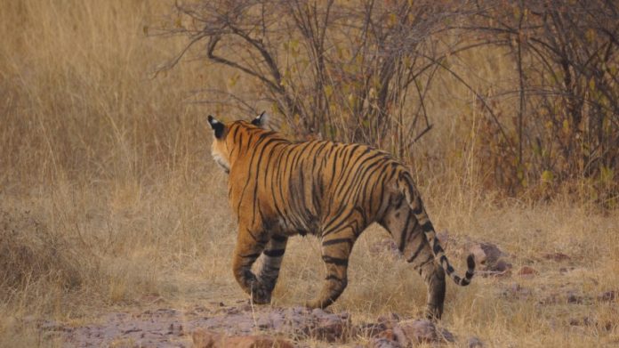 प्रातिनिधिक छायाचित्र.