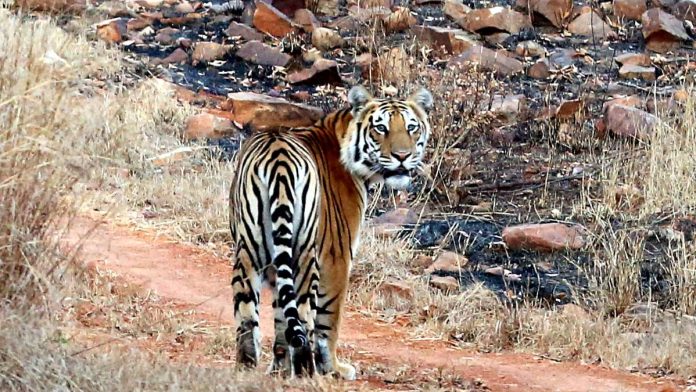 प्रातिनिधिक प्रतिमा :मध्य प्रदेशातील पन्ना राष्ट्रीय उद्यानातील एक वाघ.